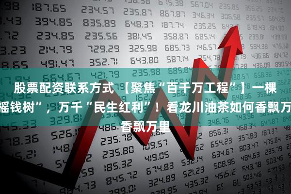 股票配资联系方式 【聚焦“百千万工程”】一棵“摇钱树”，万千“民生红利”！看龙川油茶如何香飘万里